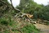 Emergency Tree Removal & Full Debris Cleanup
